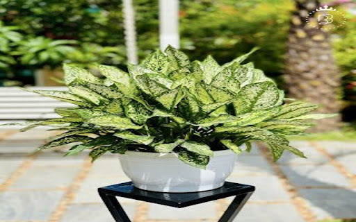 daffodil flower wallpaper screenshot 1