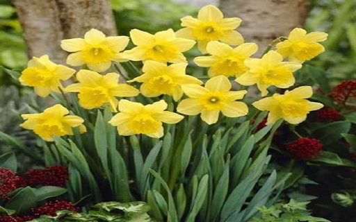 Daffodil Wallpaper screenshot 1
