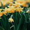 Daffodil Wallpaper logo