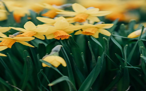 Daffodil Wallpaper screenshot 1