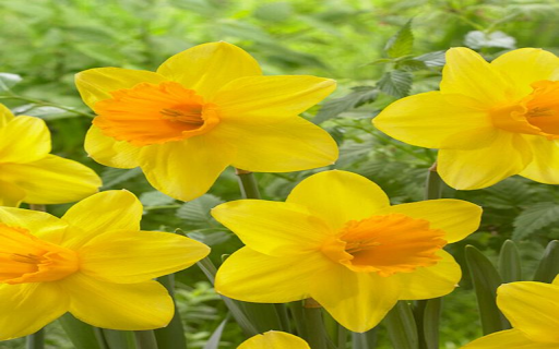 daffodil wallpaper screenshot 1