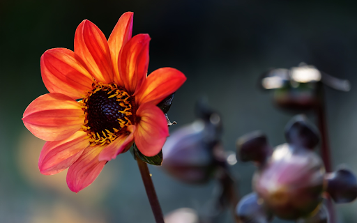 Dahlia flowers screenshot 1