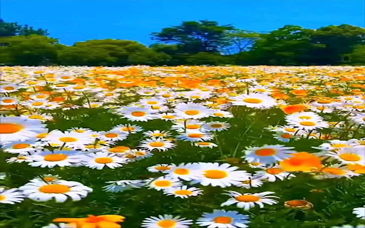 daisy field wallpaper screenshot 1