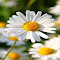 Daisy flower wallpaper logo