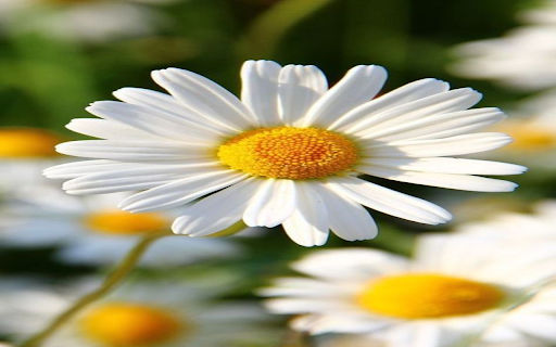 Daisy flower wallpaper screenshot 1