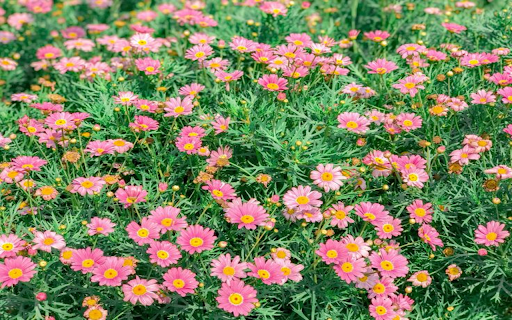 Daisy wallpaper screenshot 1