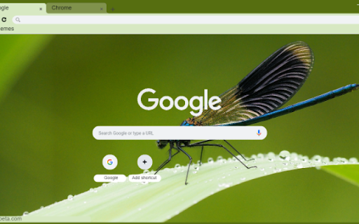 Damselfly screenshot 1