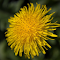 Dandelion Flower logo