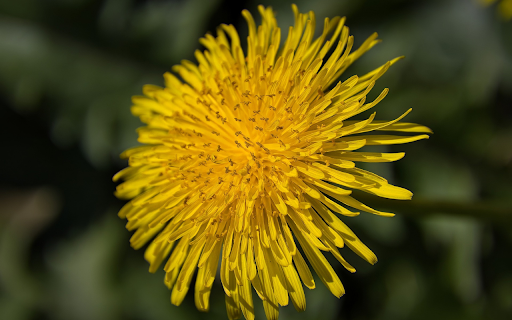 Dandelion Flower screenshot 1