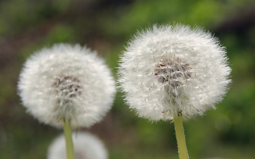 Dandelion Flowers screenshot 1