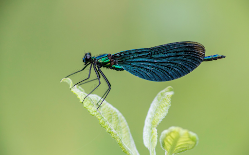 Dark Blue Dragonfly screenshot 1