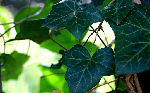 Dark green leaves screenshot 1