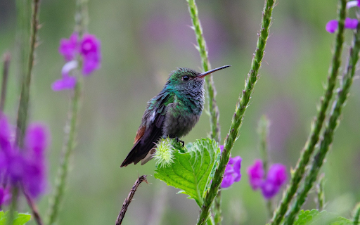 Deep bird screenshot 1