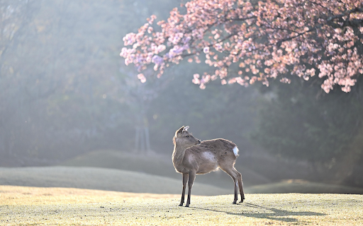 Deer and Cherry Blossoms screenshot 1