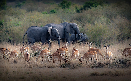 Deer and elephants screenshot 1