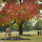 Deer grazing in park under colorful autumn tree logo