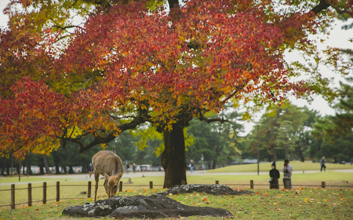 Deer grazing in park under colorful autumn tree screenshot 1