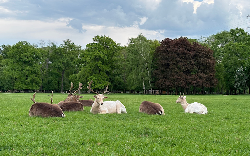 Deer on the Grass screenshot 1