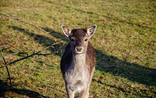 DEER Theme screenshot 1