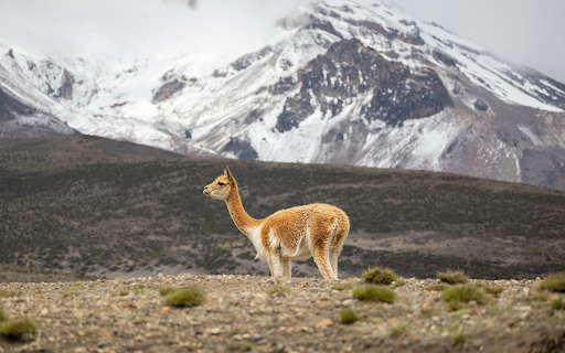 Deer Theme screenshot 1