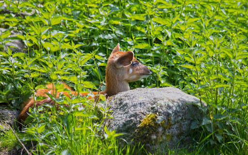 Deer under the bushes screenshot 1