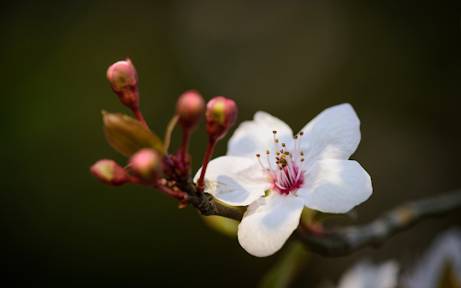Delicate Bloom of Spring screenshot 1