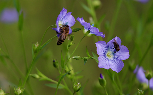 Delicate green flowers screenshot 1