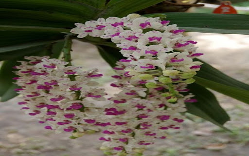 Dendrobium wallpaper screenshot 1