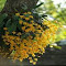 Dendrobium wallpaper yellow flowers logo