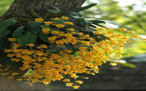 Dendrobium wallpaper yellow flowers screenshot 1