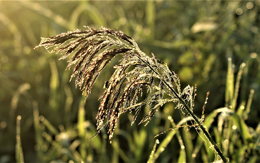 Dew and flowers in the sun screenshot 1