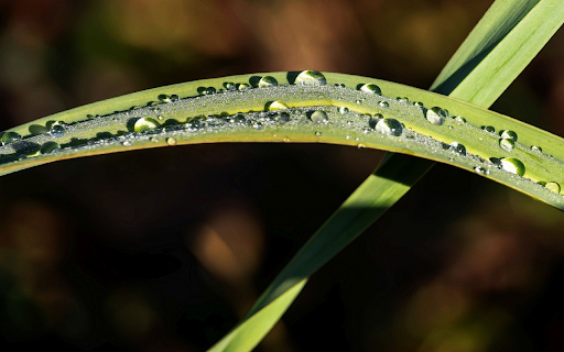 dew-covered grass at night screenshot 1