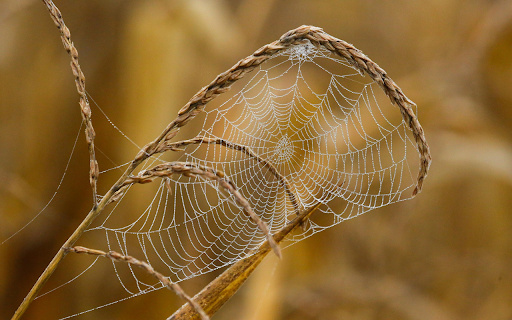 Dew-Covered Spider Web on Dry Grass screenshot 1