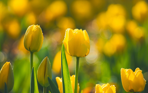 Dewy Yellow Tulips screenshot 1
