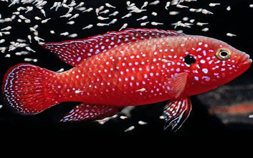 Diamond Fish Wallpaper screenshot 1