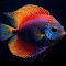 discus fish wallpaper logo