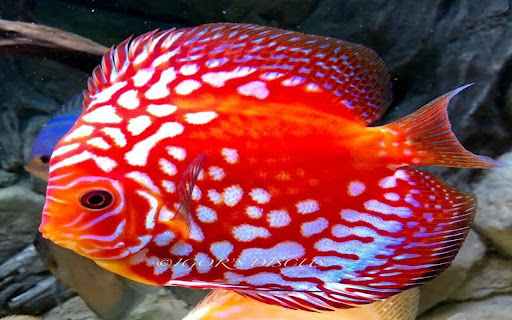 Discus Wallpaper screenshot 1