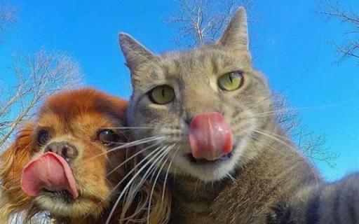 Dog and Cat Taking a Selfie screenshot 1