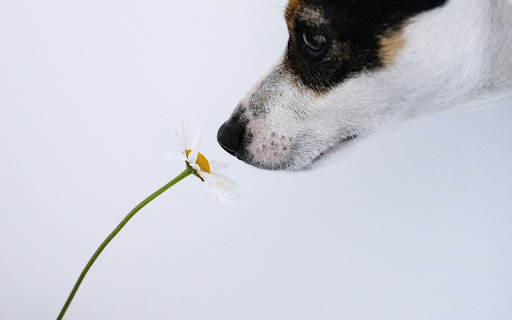 Dog and flower screenshot 1