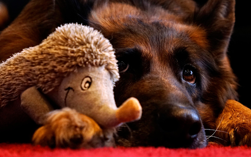 Dog and hedgehog screenshot 1