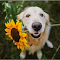 Dog and sunflower wallpaper logo