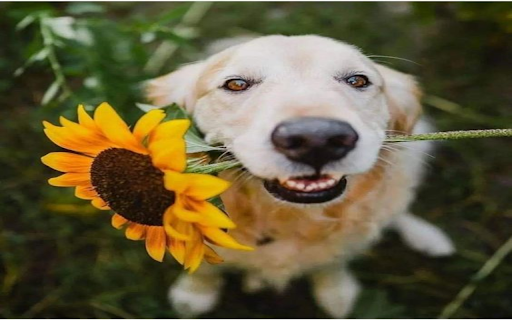 Dog and sunflower wallpaper screenshot 1