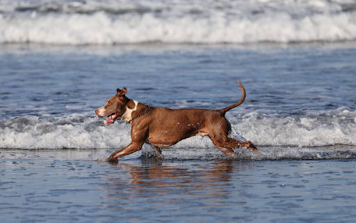 Dog on the beach screenshot 1
