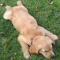 Dog Resting on the Green Grass logo