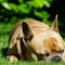 Dog Sleeping on the Green Grass logo