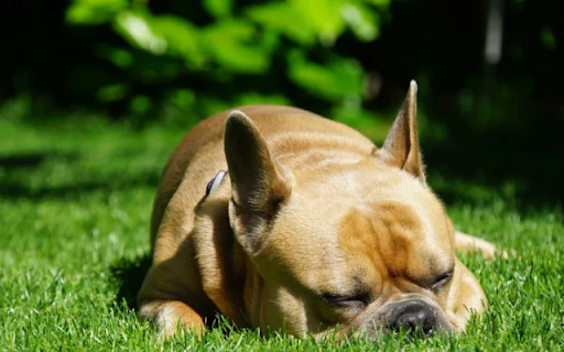 Dog Sleeping on the Green Grass screenshot 1