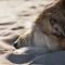 Dog sleeping on the sand logo