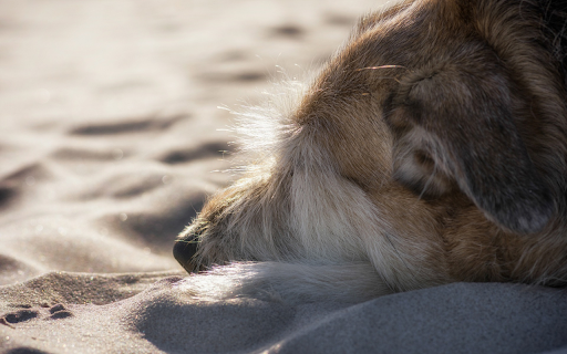 Dog sleeping on the sand screenshot 1
