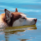 Dog swimming in water logo
