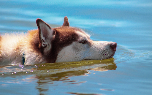 Dog swimming in water screenshot 1